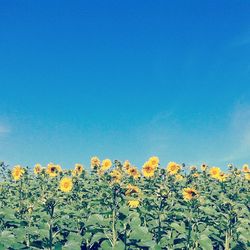 Low angle view of flowers against clear sky