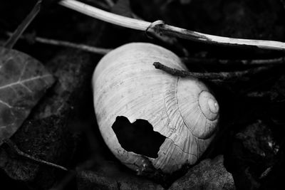 High angle view of a mushrooms