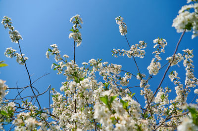 Low angle view of white flowering tree against blue sky