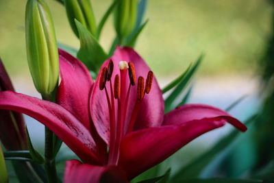 Close-up of pink flower