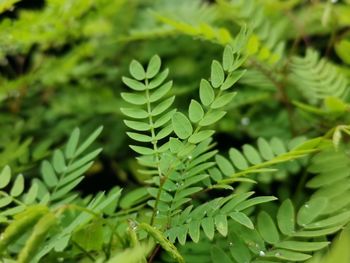 Close-up of green leaves