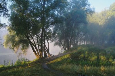 Trees growing on landscape