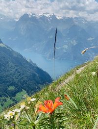 Scenic view of grassy field and mountains