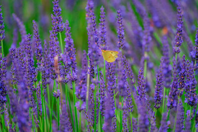 Close-up of butterfly on purple flowering plants