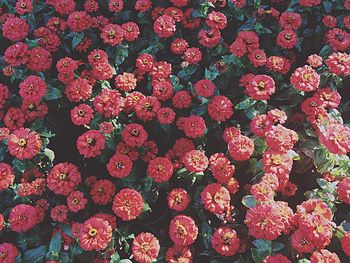 Full frame shot of pink flowers