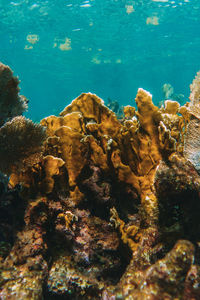 coral reef