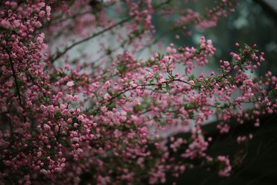 Pink flowers blooming on tree