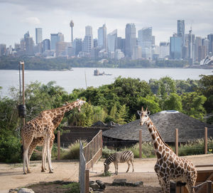giraffe