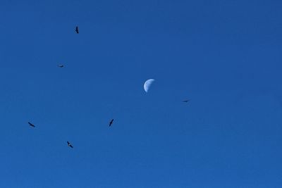 Low angle view of birds flying in sky