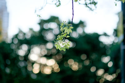 Close-up of flowers against blurred background