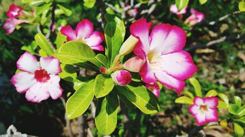 Close-up of pink flowering plant