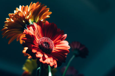 Close-up of orange daisy