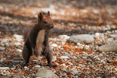 Close-up of squirrel on rock
