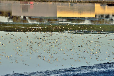 Flock of birds by sea against sky