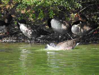 Ducks in a lake