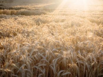 View of wheat field at sunset