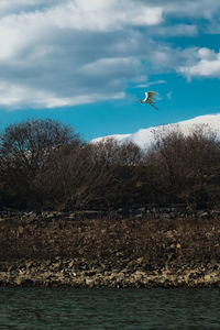 Seagull flying over sea against sky