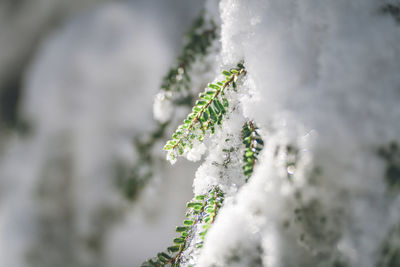 Close-up of frozen plant