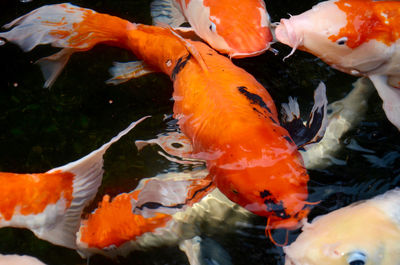 Close-up of koi fish in water