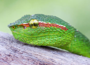 Close-up of lizard on leaf