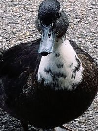 High angle view of bird