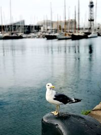 Seagull perching on wooden post in sea