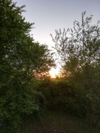 Low angle view of trees in forest against sky