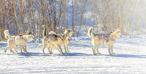 Siberian husky in harness ready to start on soft sunlight