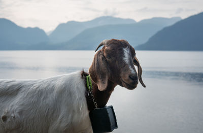 Dog looking at lake against mountain range