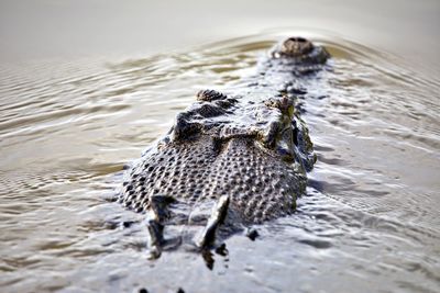 High angle view of crocodile in water