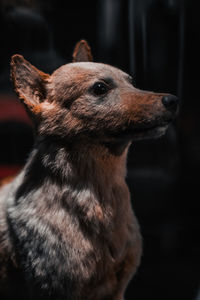 Close-up of a dog looking away