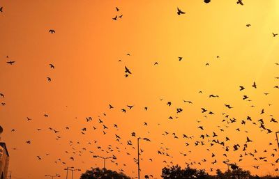 Low angle view of birds flying in sky