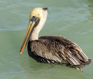 Close-up of pelican  swimming in ocean
