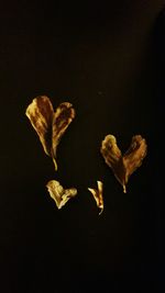 Close-up of flowers against black background