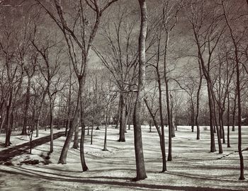 Bare trees against sky