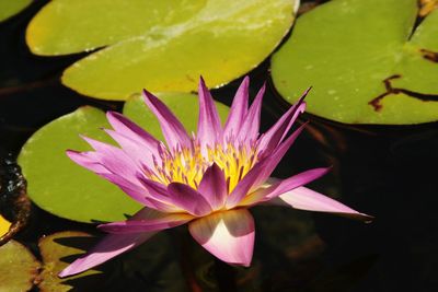 Close-up of lotus water lily in pond