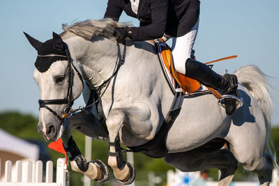 Horse jumping, equestrian sports themed photo.