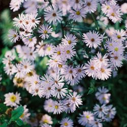 Close-up of white daisy flowers