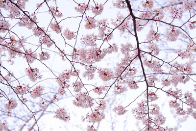 Low angle view of cherry blossoms against sky