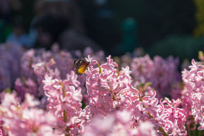 Close-up of insect on pink flower