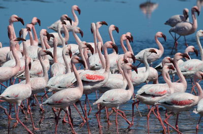 Flock of flamingos in water