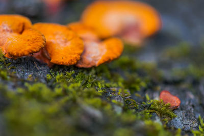 Close-up of mushrooms