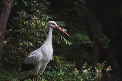 View of a bird on rock