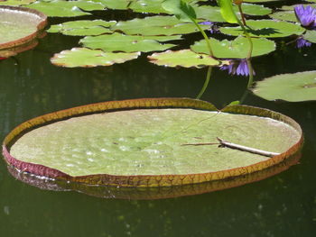 High angle view of lotus water lily in lake