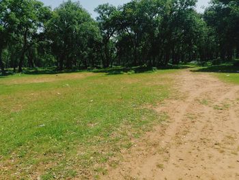 Scenic view of trees on field