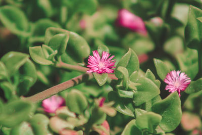 Close-up of pink flowering plant