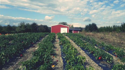Scenic view of field against cloudy sky