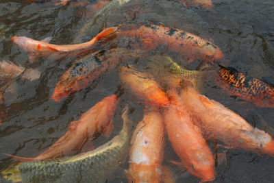 High angle view of koi fish in sea