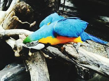 Close-up of blue parrot perching on tree