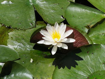 Close-up of lotus water lily in lake